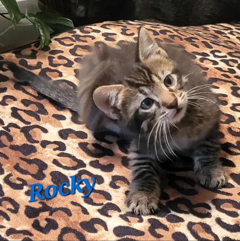 Rocky  Cp thumbnail 2