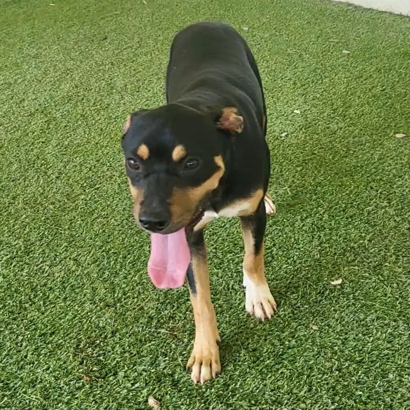 An adult medium-sized male Apricot / Beige Mixed Breed dog named Dasani for adoption in LOXAHATCHEE, FL