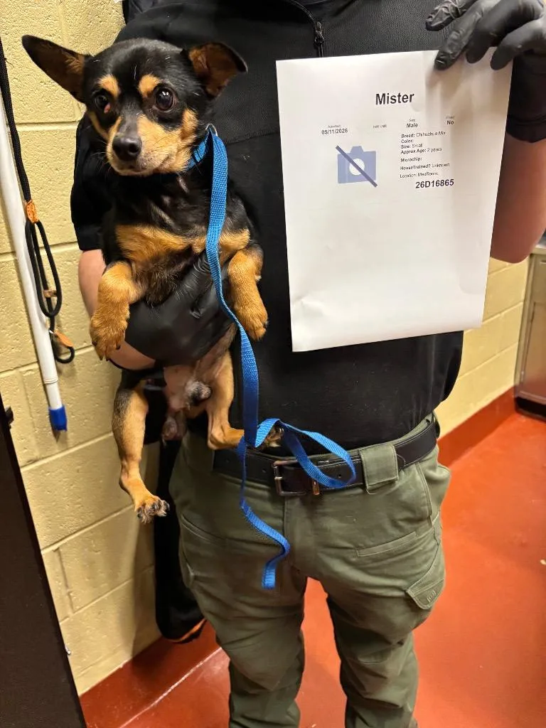 A senior small-sized male Chihuahua dog named Mister for adoption in Douglasville, GA