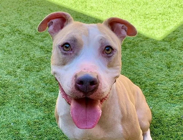 A young medium-sized female Pit Bull Terrier dog named SAVE ME PLEASE Mayley for adoption in San Marcos, CA