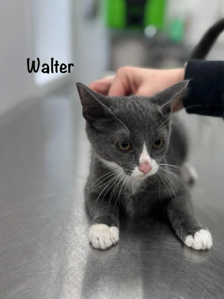 A baby small-sized male Domestic Short Hair cat named Walter for adoption in Cambridge, MD