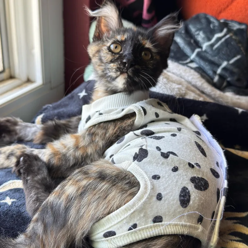 A baby small-sized female Tortoiseshell cat named Trinity for adoption in Santa Maria, CA