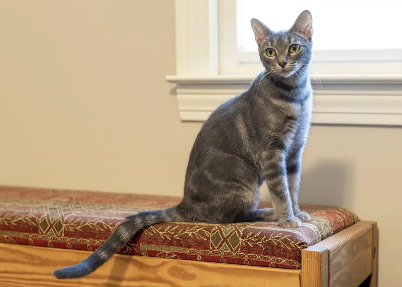 A young medium-sized female Tabby cat named Elara for adoption in Buford, GA