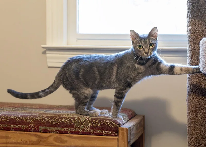 Elara thumbnail 2