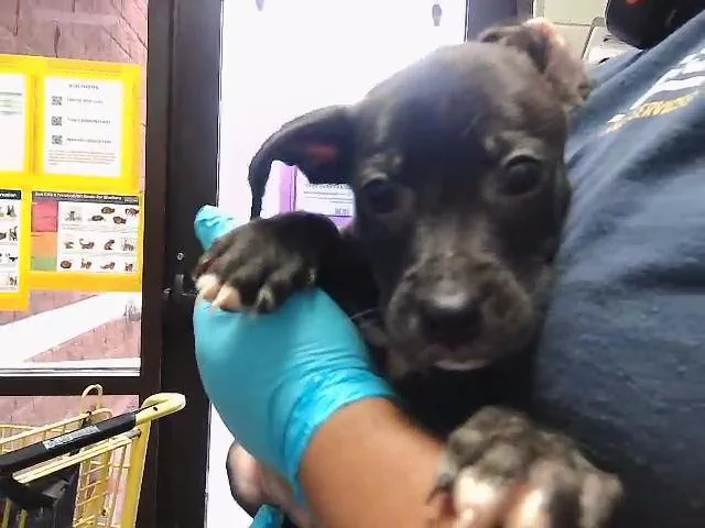 A baby small-sized male Pit Bull Terrier dog named Squirtle for adoption in Tulsa, OK