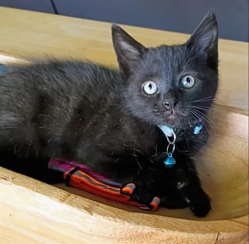 A baby small-sized male Domestic Short Hair cat named Tristin for adoption in San Martin, CA