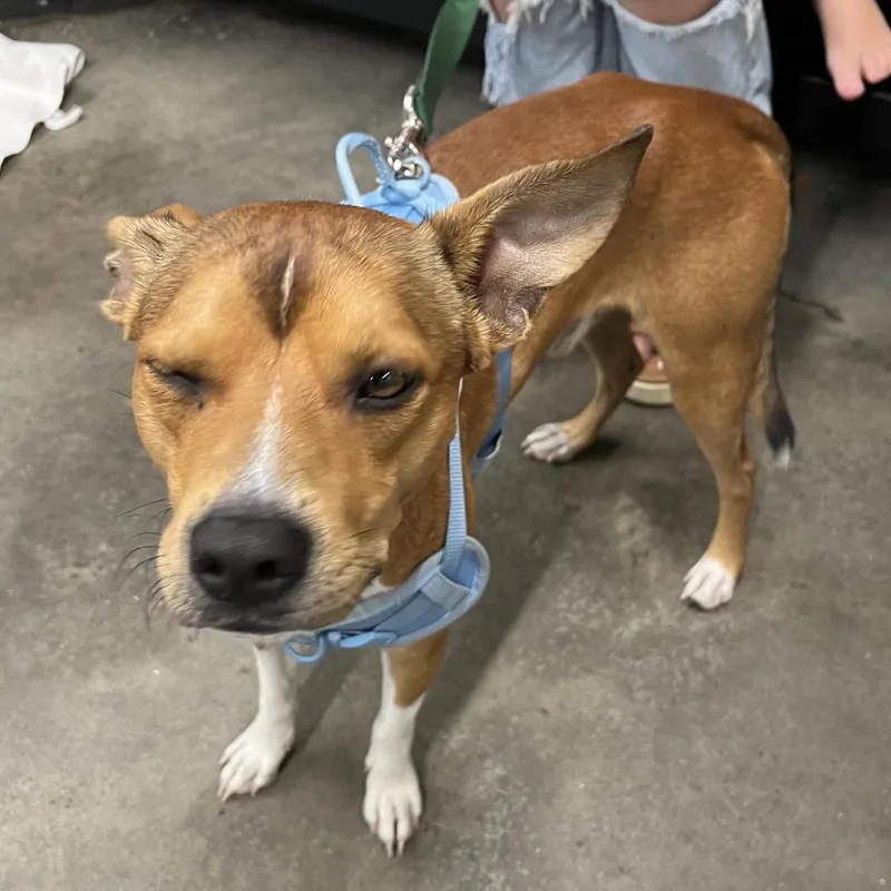 A young small-sized male Brown / Chocolate Basenji dog named Bobby for adoption in Tampa, FL