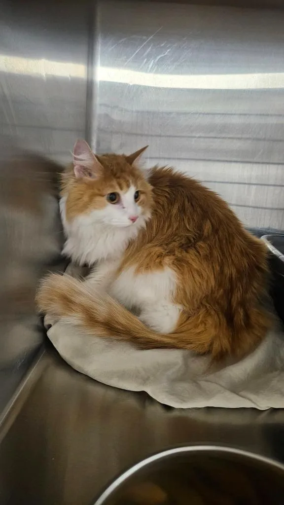 An adult medium-sized male Domestic Long Hair cat named Clover for adoption in Maryville, TN