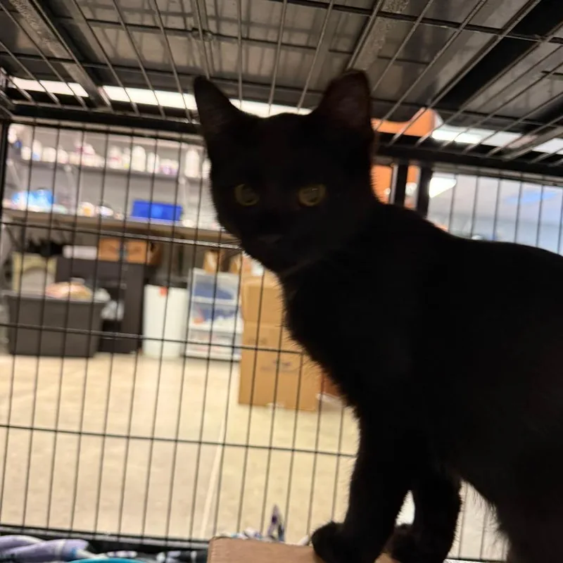 A baby small-sized male Black Domestic Short Hair cat named Remi for adoption in Richmond, IN