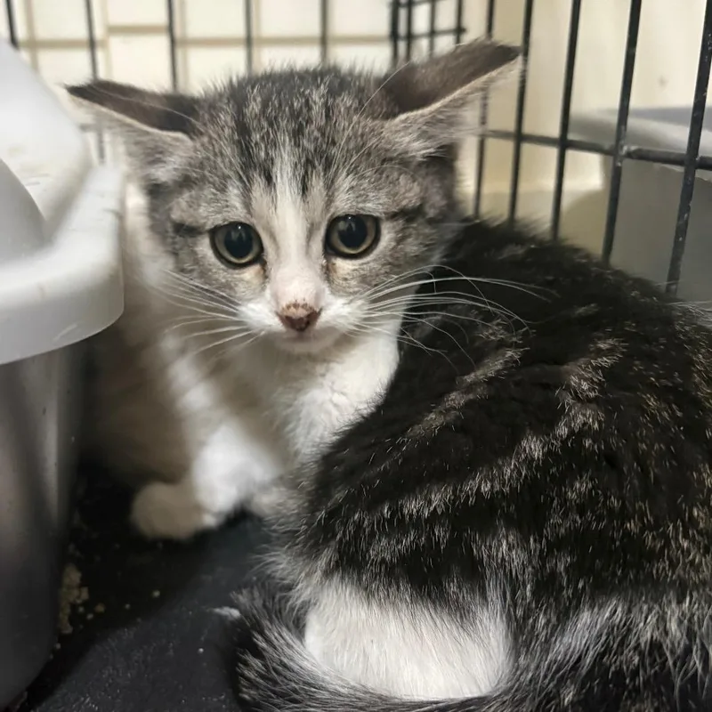 A baby small-sized female White Domestic Short Hair cat named Reaper for adoption in Grantsville, UT