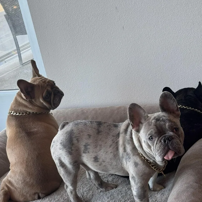 An adult small-sized male French Bulldog dog named Pluto for adoption in North Las Vegas, NV