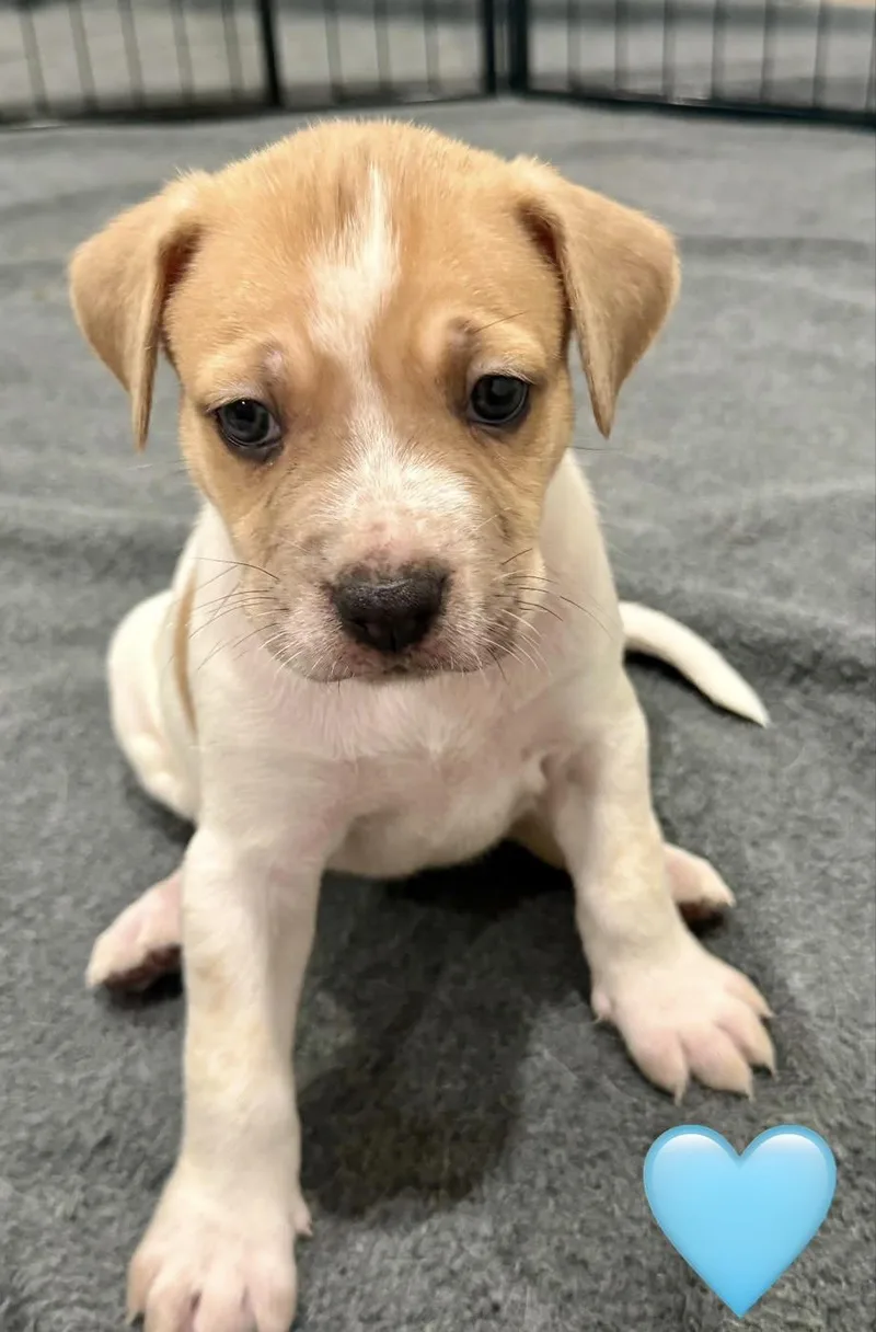 A baby medium-sized male Cattle Dog dog named Falcon for adoption in Whittier, CA