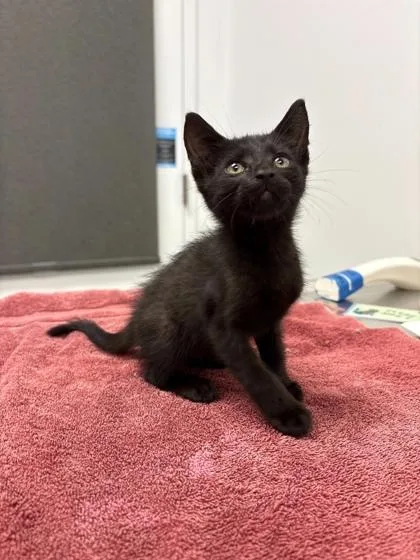 A baby small-sized male Black Domestic Short Hair cat named Pickle for adoption in Kansas City, MO