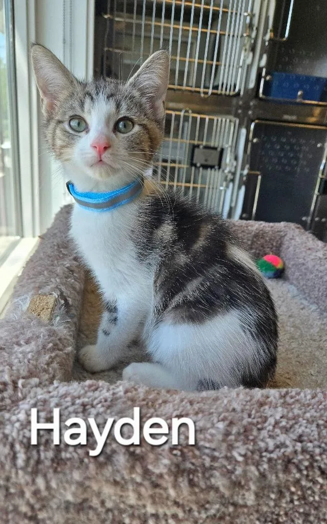 A baby small-sized male Domestic Short Hair cat named Hayden for adoption in Sidney, OH