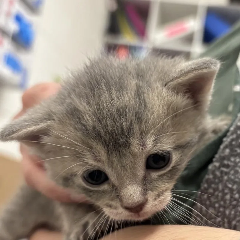 A baby small-sized male Gray / Blue / Silver Domestic Short Hair cat named Mist for adoption in Gloucester, VA