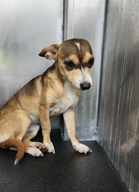 A young small-sized female Chihuahua dog named Helga for adoption in San Antonio, TX
