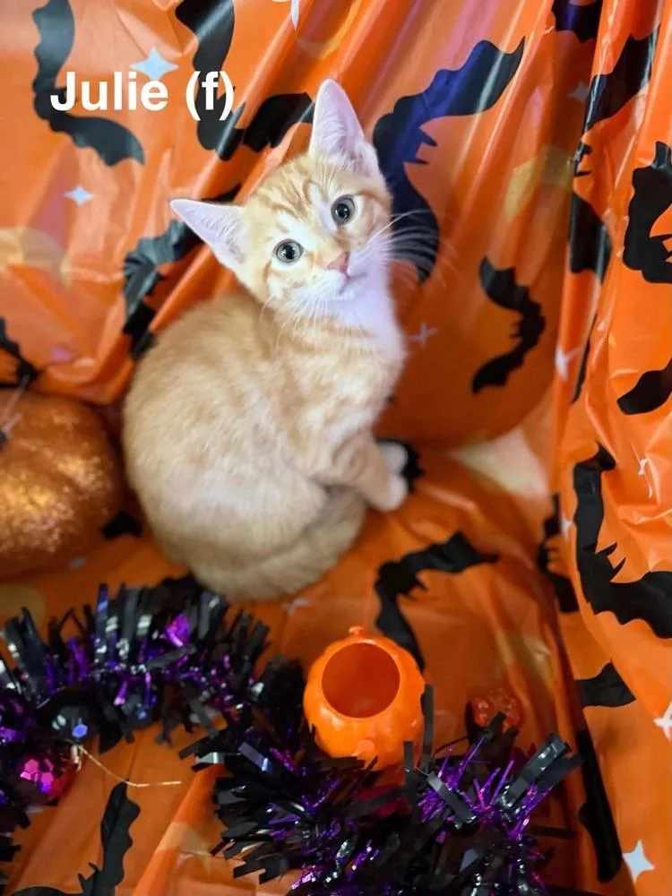 A baby small-sized female Tabby cat named Julie for adoption in Orlando, FL