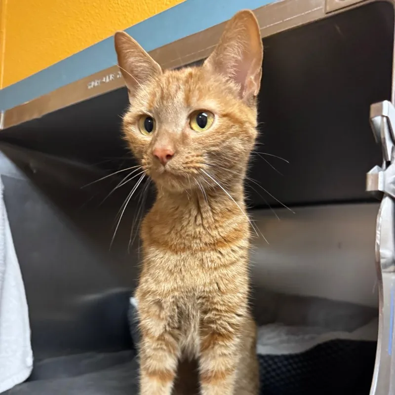 An adult small-sized female Domestic Short Hair cat named Caramel for adoption in Providence, RI