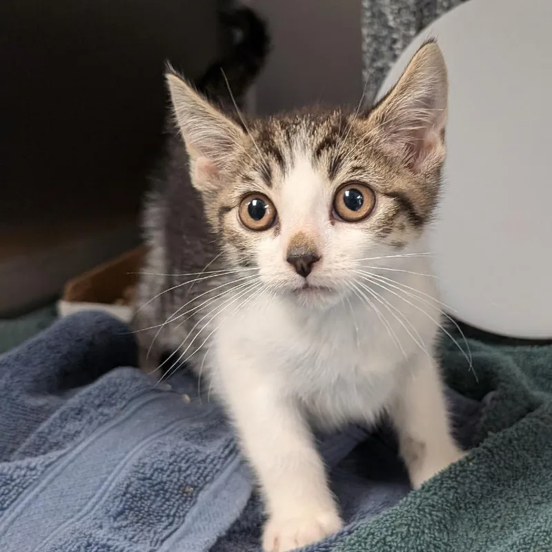A baby small-sized male Brown / Chocolate Domestic Short Hair cat named Chomp for adoption in Birdsboro, PA