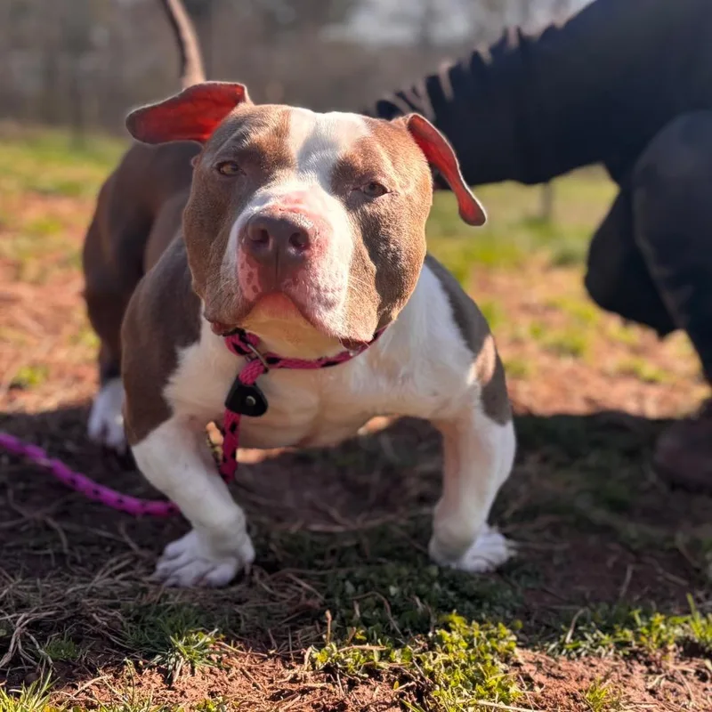 An adult large-sized male Brown / Chocolate Pit Bull Terrier dog named Stubbs for adoption in York, PA
