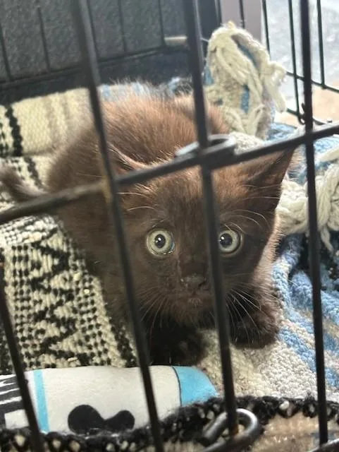 A baby small-sized male Domestic Short Hair cat named Mark Sloan for adoption in Fort Walton Beach, FL