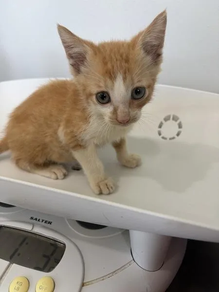 A baby small-sized male Domestic Short Hair cat named Morocco for adoption in Cleveland, TN