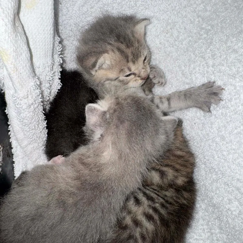 A baby small-sized male Brown / Chocolate Domestic Short Hair cat named Tarot for adoption in Williston, FL