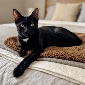 A baby small-sized female Domestic Short Hair cat named Edith Samy for adoption in Morrison, CO