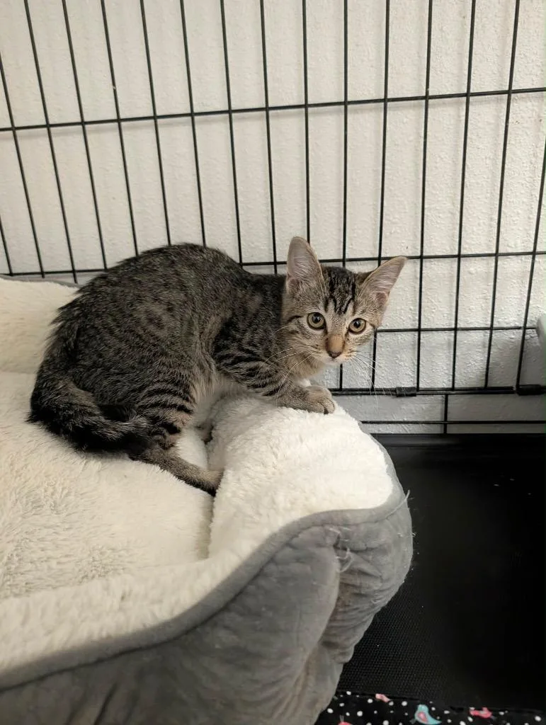 A baby medium-sized female Tabby cat named Pannier for adoption in Grand Junction, CO