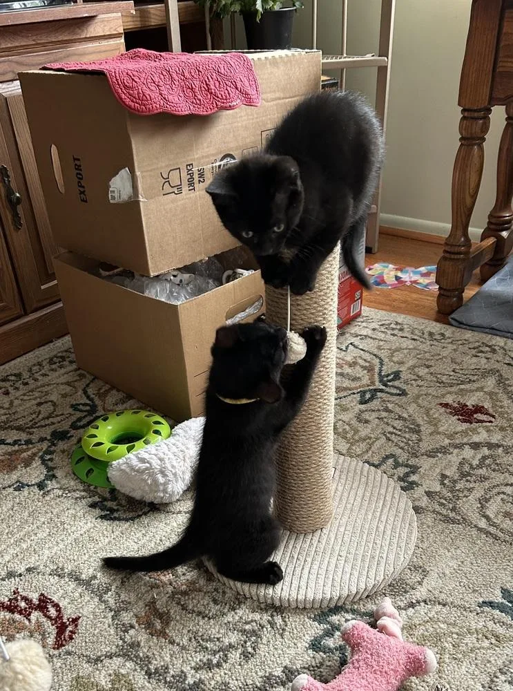 A baby small-sized male Black Domestic Short Hair cat named Raven for adoption in Plymouth, MI