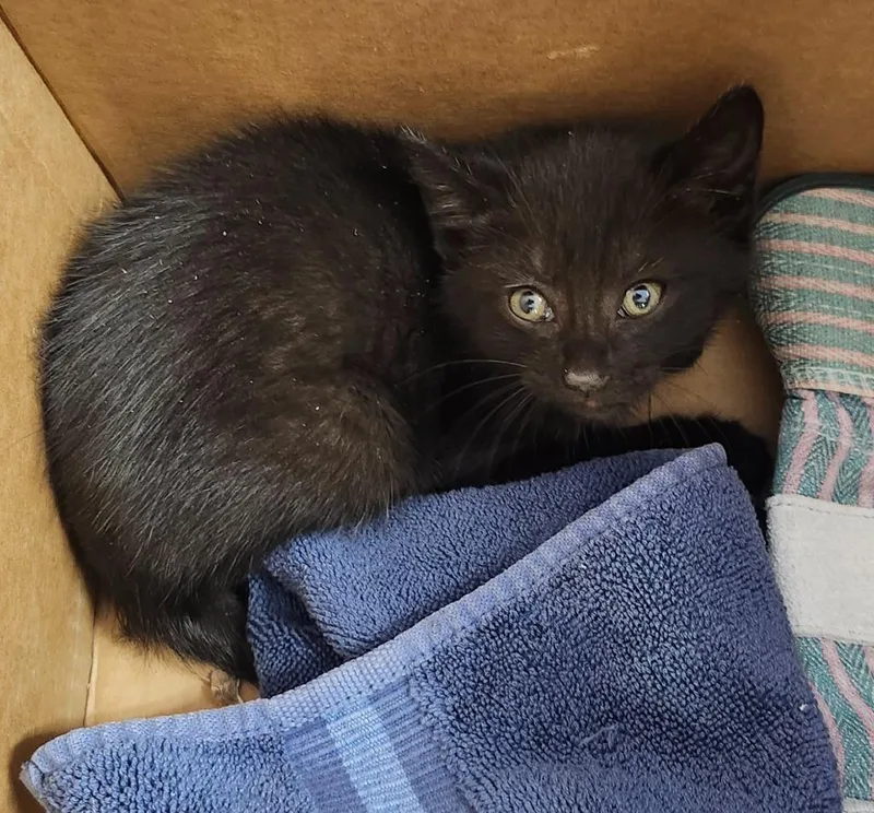 A baby medium-sized male Domestic Short Hair cat named Bolt for adoption in Athens, AL