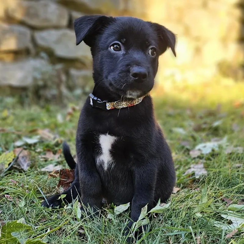 A baby medium-sized male Mixed Breed dog named Pooh Bear for adoption in Festus, MO