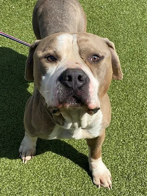 A young large-sized male Pit Bull Terrier dog named Milo for adoption in Fayetteville, NC