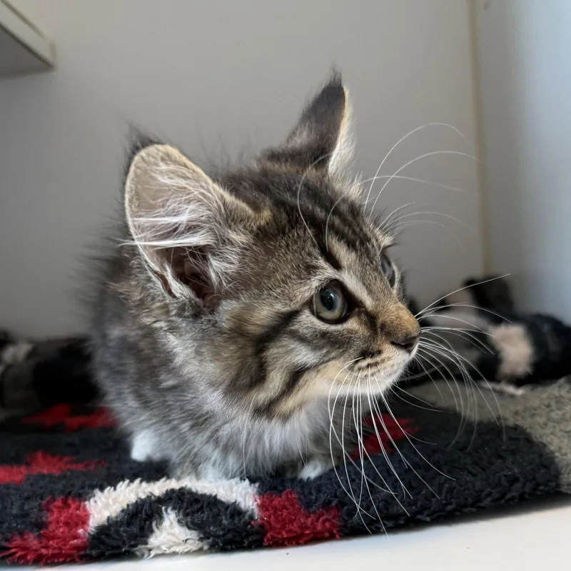 A baby small-sized female Brown / Chocolate Domestic Short Hair cat named Lynx for adoption in Oakland, CA