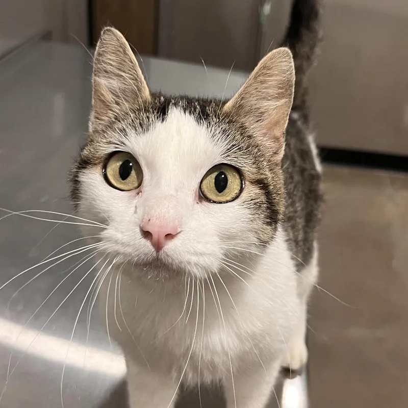 An adult medium-sized female White Domestic Short Hair cat named Cindy Clawford for adoption in Washburn, MO