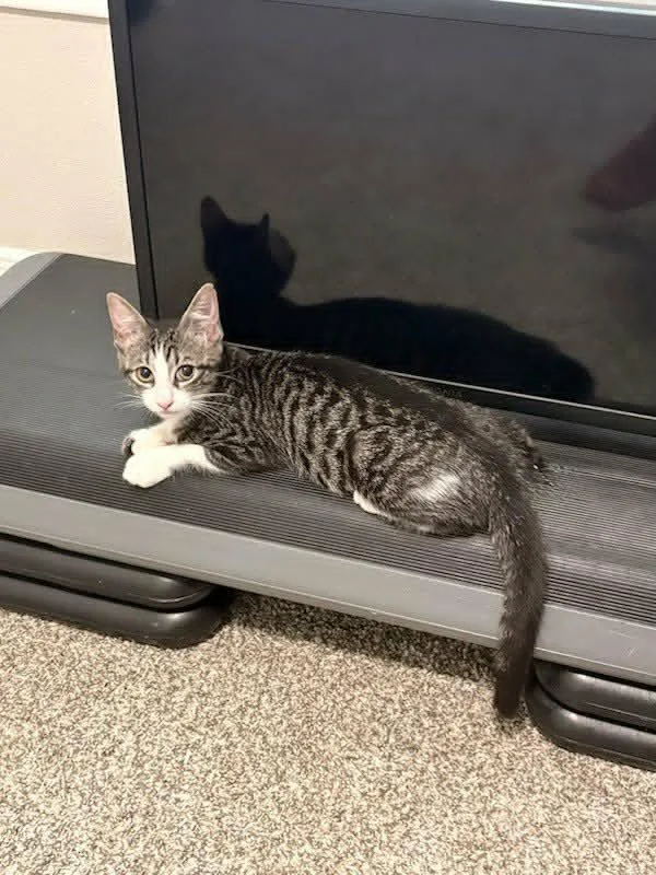 A baby medium-sized female Tabby (Gray / Blue / Silver) Domestic Short Hair cat named Bridget for adoption in Houston, TX