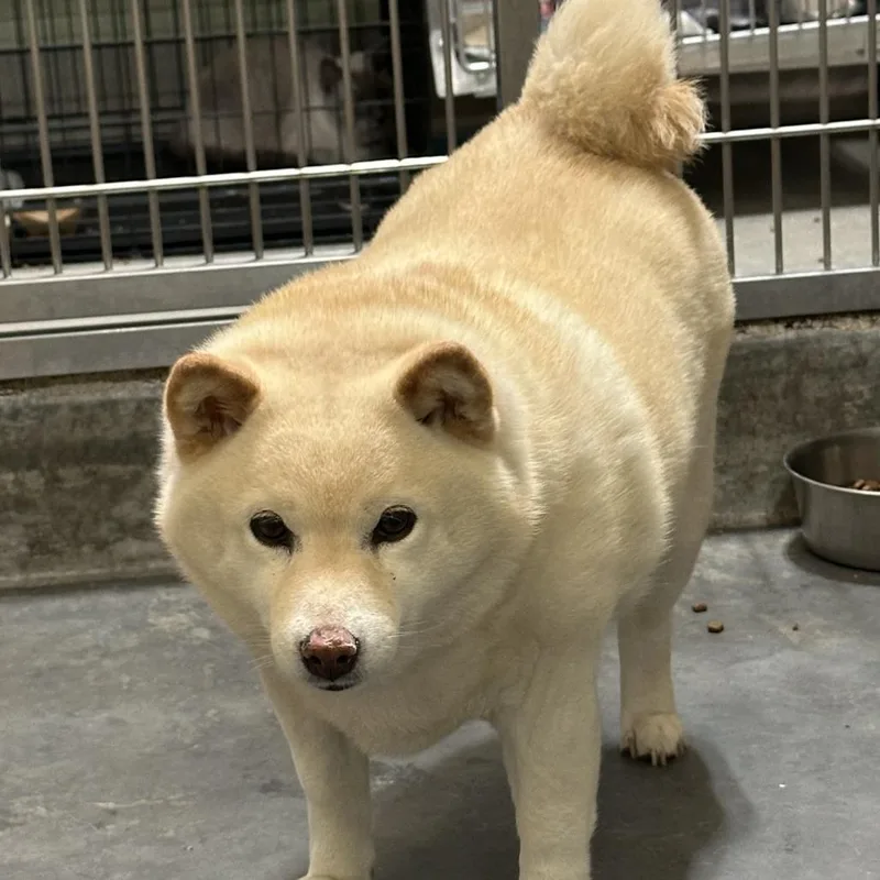 A baby medium-sized female Shiba Inu dog named IEPAStray for adoption in Upland, CA