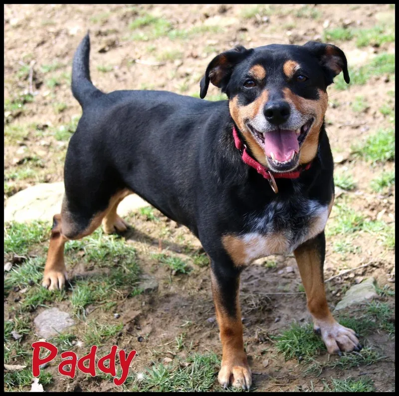 Paddy thumbnail 3