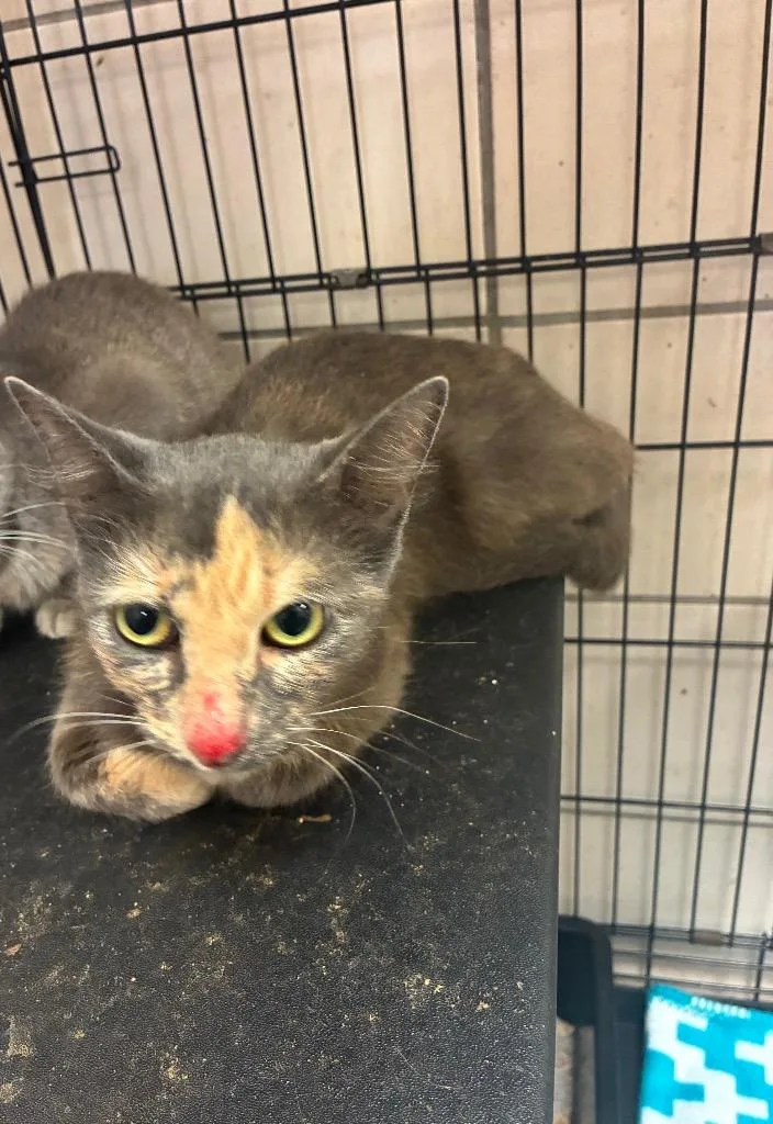A young medium-sized female Domestic Short Hair cat named Summer for adoption in Bossier City, LA