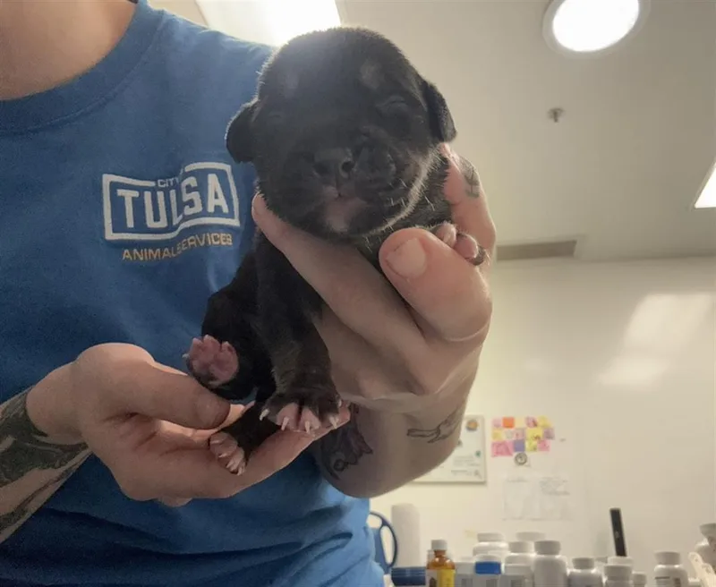 A baby small-sized male Pit Bull Terrier dog named Marsh for adoption in Tulsa, OK
