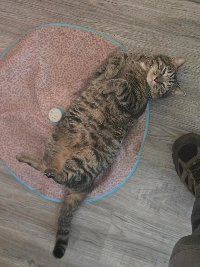 A young medium-sized male Tabby (Brown / Chocolate) Tabby cat named Fisher for adoption in Copley, OH