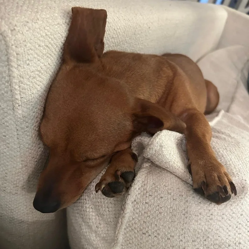 A young small-sized female Chiweenie dog named Daphne for adoption in Richmond, VA