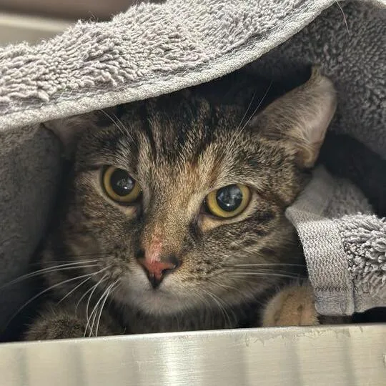 An adult medium-sized female Torbie Domestic Short Hair cat named Theresa for adoption in Matteson, IL