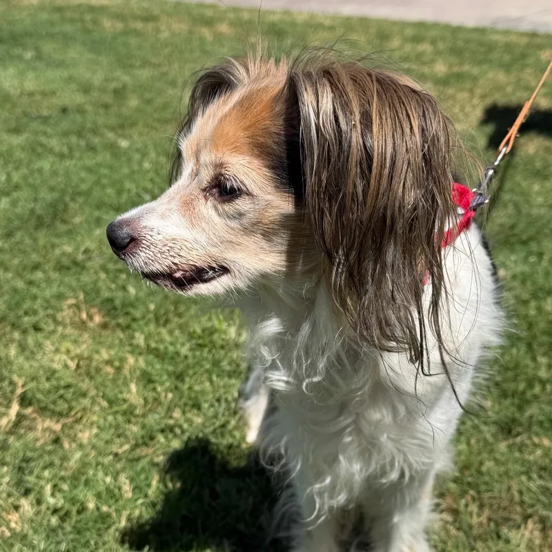 A senior small-sized male White / Cream Papillon dog named Patches for adoption in Palm Springs, CA