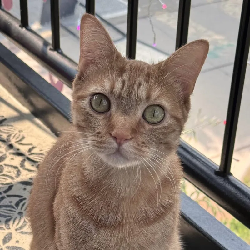An adult medium-sized male Orange / Red Domestic Short Hair cat named Levi for adoption in Chapel Hill, NC