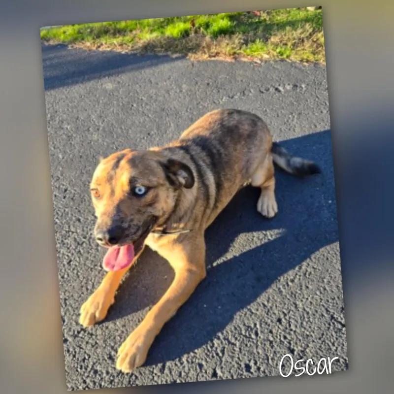 An adult medium-sized male Brown / Chocolate Mixed Breed dog named Oscar for adoption in Fredericksburg, VA