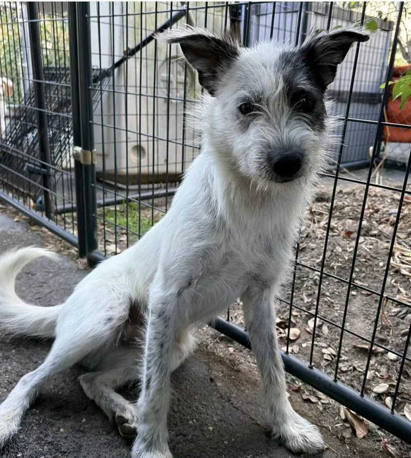 An adult medium-sized male White / Cream Cattle Dog dog named Archie for adoption in Santa Rosa, CA