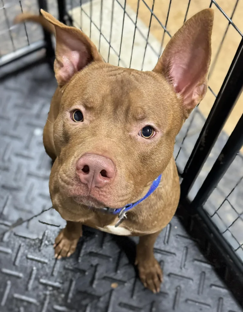 An adult large-sized male Brown / Chocolate Mixed Breed dog named Haystack for adoption in Vassalboro, ME