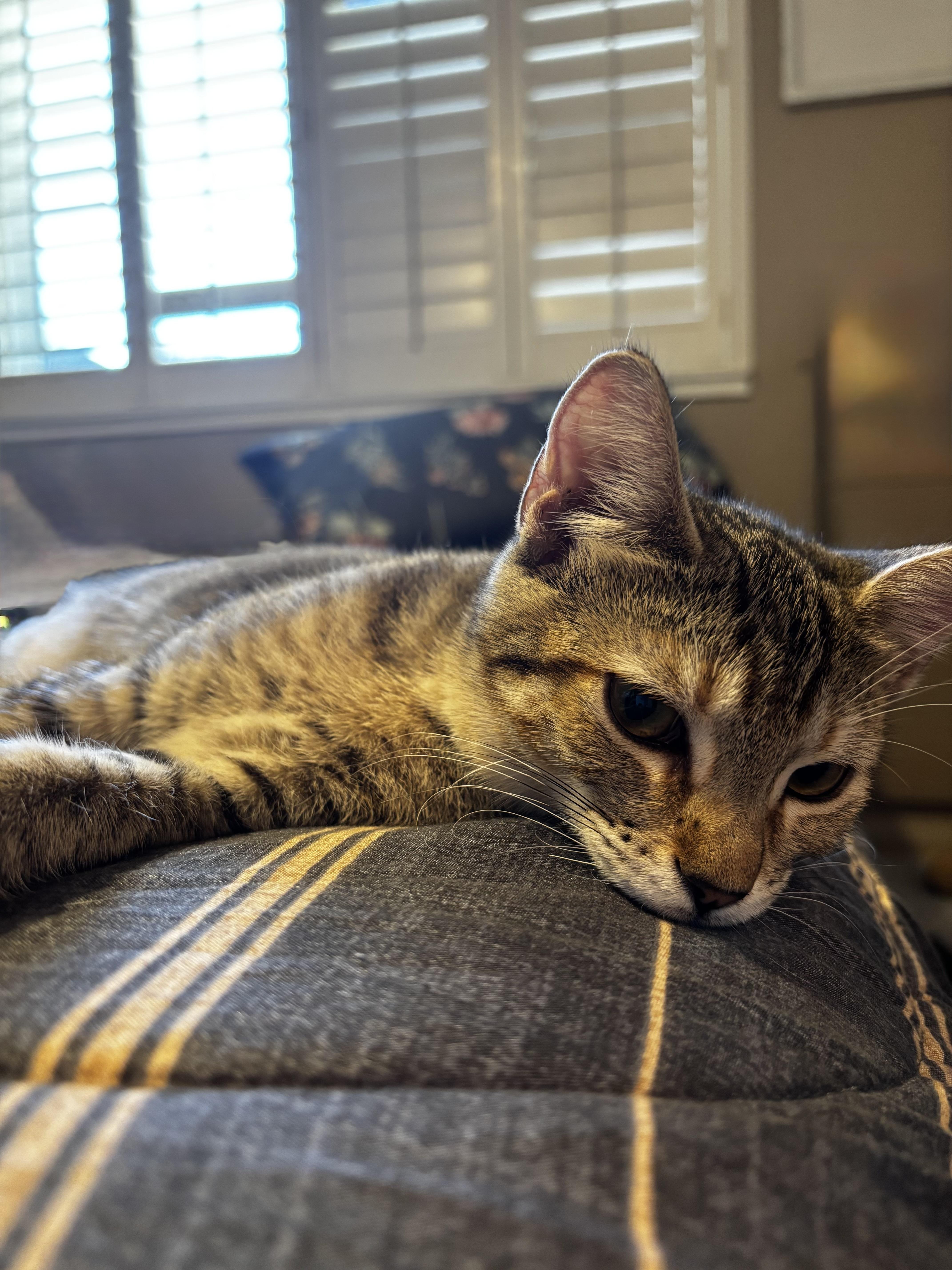 A baby medium-sized female Tabby (Brown / Chocolate) Domestic Short Hair cat named Lillian INDOOR ONLY for adoption in Stockton, CA