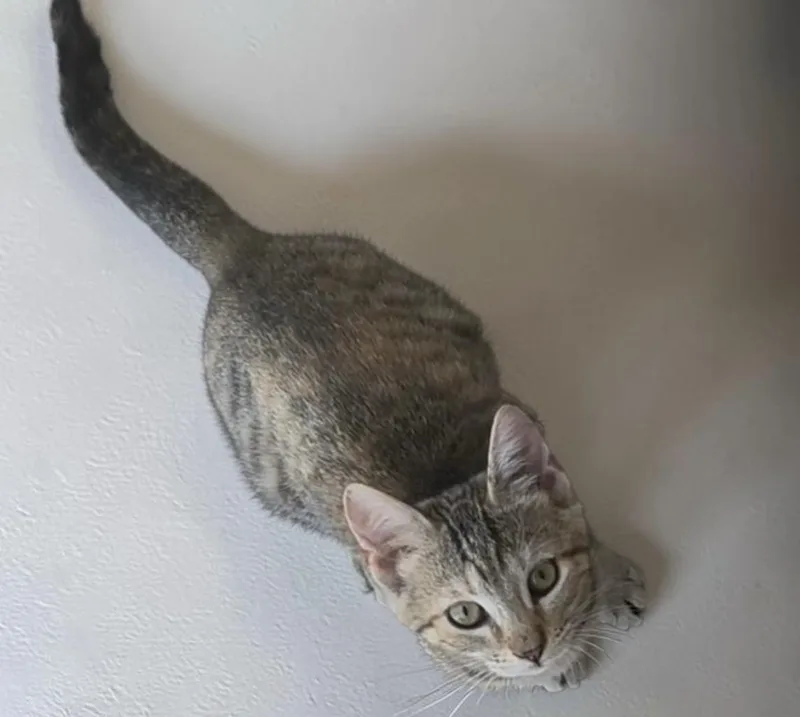 Lillian INDOOR ONLY thumbnail 4